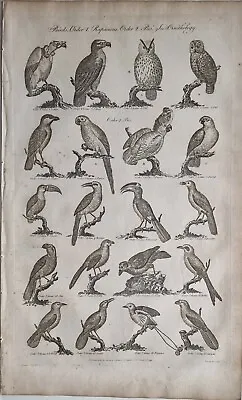 C1795 ANTIQUE PRINT BIRDS ORNITHOLOGY RAPACIOUS ORDER VULTURE FALCON HORNBILL • £58