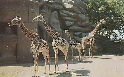$1.99 • Buy Giraffes At Detroit Zoo Detroit Michigan Postcard 1950's
