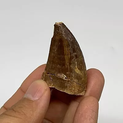 20.5g 1.8 X1.1 X0.9  Fossil Mosasaur Tooth Reptiles Cretaceous @Morocco B2374 • $9