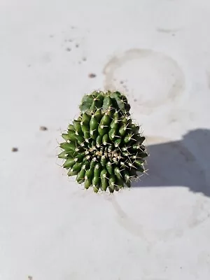 Gymnocalycium Crested Parents Mix X 2 Rare Cactus Succulent #7 • $59.99