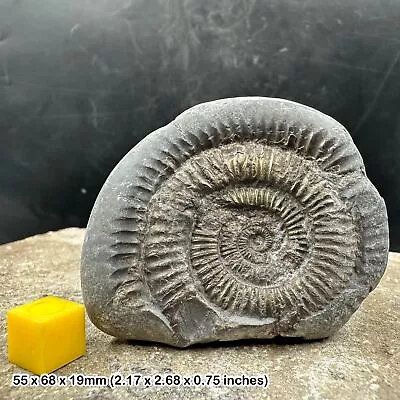 Silvergeo Fossil Ammonite Dactylioceras Commune - Fp9798 • $17.90