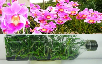 Orchid Flask: Papilionanthe Teres Pink Vanda Teres Pink RARE Orchid Plant • £43.19