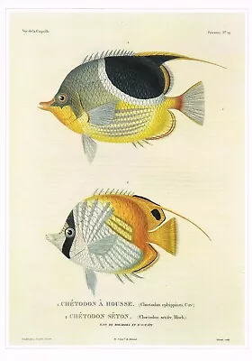 Saddleback Butterflyfish Vintage Fish Print R.P. Lesson Picture 1990 CNHPF#39 • $4.96