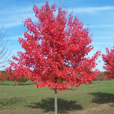 Acer Rubrum 'Summer Red' | Red Maple Tree | Ornamental Tree | 5-6ft • £79.99