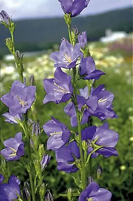 Flower - Campanula - Bell Blue - 1000 Seeds • £2.45