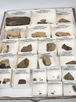 $112.49 • Buy Lance Formation Bulk Lot Fossils - Turtle, Dinosaur, Crocodile - Teeth And Bones