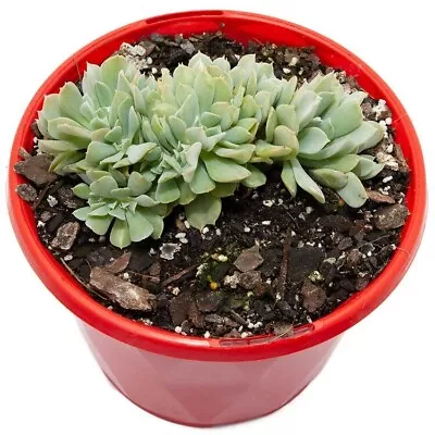 Echeveria Topsy Turvy - Crested • $12.84