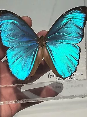 Vintage Authentic Butterfly From Paris France  Menelaus Blue Morpho  In Display • $35
