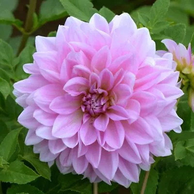 Dahlia Tubers Perennial Garden Flower  Plant Summer Flowering Bulb • £5.29