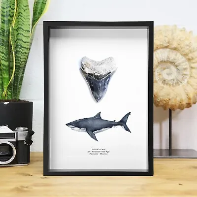 Real Megalodon Shark Tooth Illustration WC Fossil  Dinosaur Jurassic Archaeology • £80