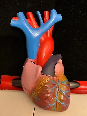 Human Heart Model Anatomy Medical Teaching Tool • $39.99