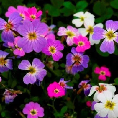 Beautiful Virginia Stock  50 Seeds  Free Gift & Combined S/H  SEE OUR STORE! • $2.49