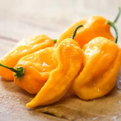 20 Fresh Sweet Yellow Habanero Premium Pepper Seeds-A 66 • $2.80