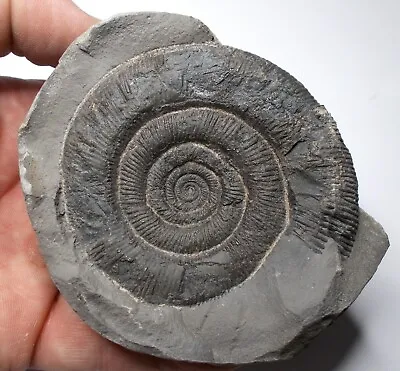 Dactylioceras Tenuicostatum Fossil Ammonite In Nodule YorkshireUK Ref:WS13.DT1 • $37.29