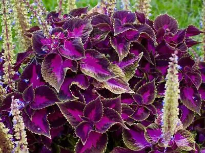 Coleus Black Dragon 25 Seeds-Showy FoliageTexture • £2.79