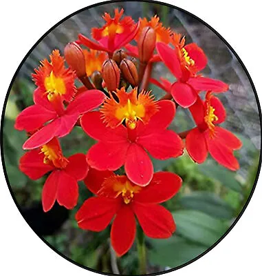 FlowerPotNursery Epidendrum Sp. Max Valley Shiranui Orchid 4  Pot • $11.99