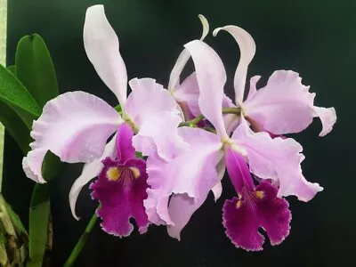 Cattleya Warscewiczii Bedford Orchid 5  Pot A • $9