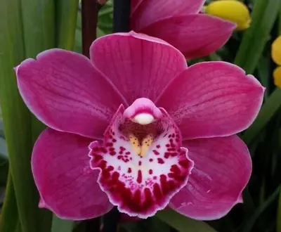 $30 • Buy Cymbidium Orchid - Valley Inga 'Linda' - 120mm Pot Size