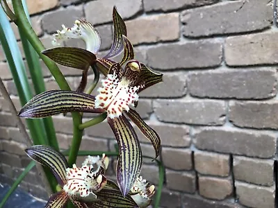 $70 • Buy Beautiful Cymbidium Orchid Plant With 2 Bulbs & 1 Long Flower Spike #1