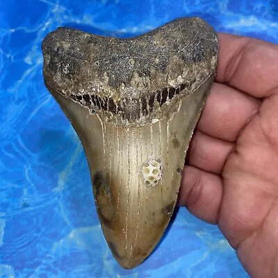 Megalodon Shark Tooth 4.44” Huge Teeth Meg Scuba Diver Direct Fossil Nc 2868 • $9.99