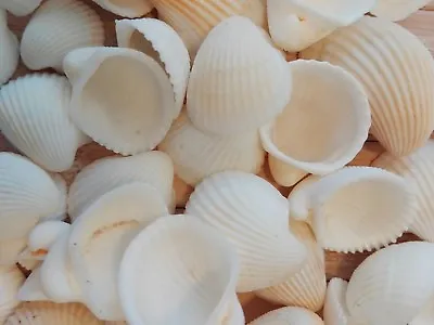 200 Small Cockle Shells White Beach Wedding Art Crafts Jewellery Shell 10- 20 Mm • £10.80