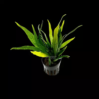 Java Fern Black Forest | Aquarium Plants Factory® • $14.99