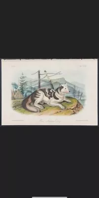 Audubon Original Hare Indian Dog From The Quadrupeds Of North America 1854 • $225