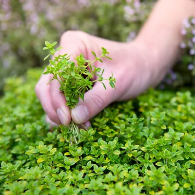 £2.89 • Buy 50 Green Creeping Thyme Seeds Rock & Garden Trailing Mat Forming Plants To Grow
