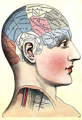 1914 Phrenology Head Vintage Style Medical Science Chart Print Poster 16x24 • $11.95