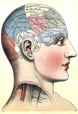 1914 Phrenology Head Vintage Style Medical Science Chart Print Poster 20x30 • $13.95