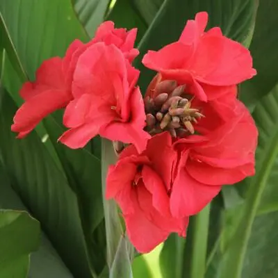 Canna ROSITA 5 SEEDS .FRESH VIABLE SEEDS OF THIS TROPICAL EXOTIC PLANT • £3.95