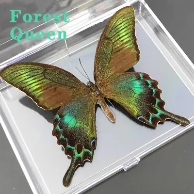 Real Taxidermy Butterfly Specimen Princeps Maackii Collectable Free Shipping • $18.99