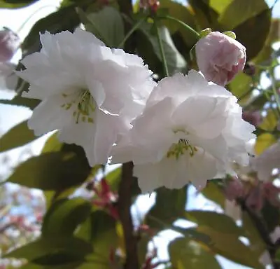 Prunus Shirofugen Japanese Flowering Cherry Tree 6ft Supplied In A 7.5 Litre Pot • £49.99
