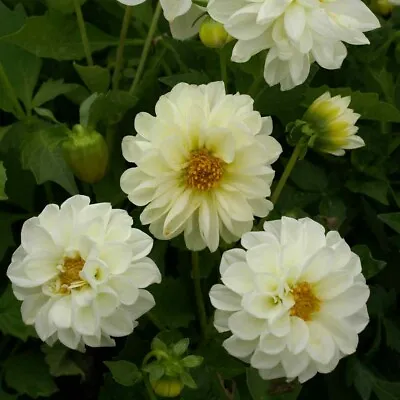 Dahlia- Opera- White- 15 Seeds - - BOGO 50% Off SALE • $3.79