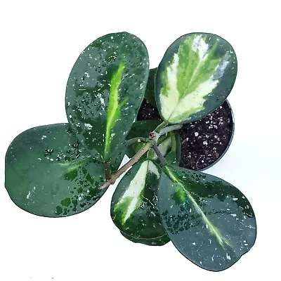 Hoya Obovata Variegated Live Plant 4  Nursery Pot (Ships From California) • $23.50