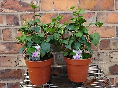 Fuchsia Hardy Bush Eleanor Sinton 30cm Tall And Wide Plant Shrub Double Flowers • £14.99