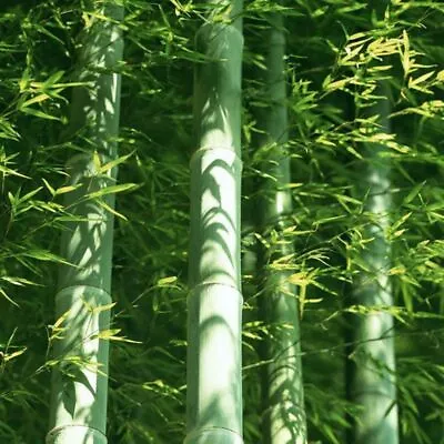 60 Giant Moso Bamboo Seeds Phyllostachys Pubescens Garden Plants S055  • $2.56