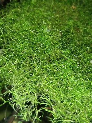 £4.99 • Buy Ricccia Aquarium Floating Plant