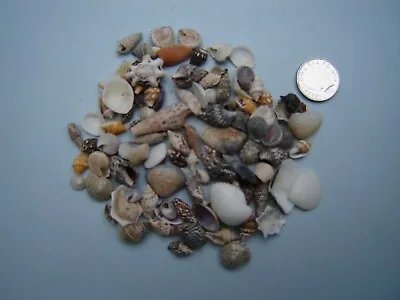 100 TINY MIXED SEASHELLS Small Sea Shells Craft Wedding Beach Confetti • £2.99