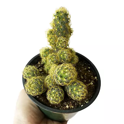 Ladyfinger Cactus • $11.57