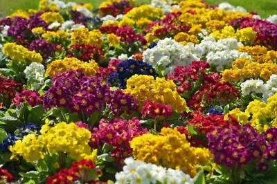 £3.09 • Buy Flower - Polyanthus – Colossea Mix Mixed - 220 Seeds - Edible 1st Class