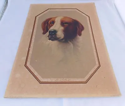 Antique Convex Dog Lithograph Morris Bendien White Red Irish Setter Litho 1920s • $25