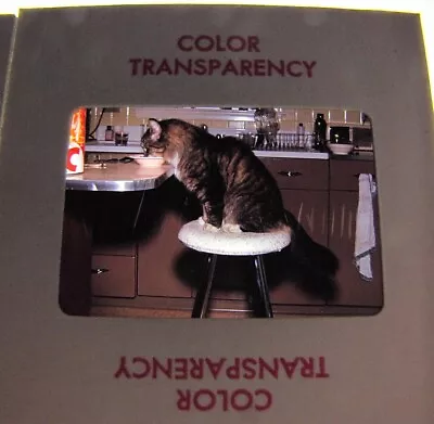 2-Vintage 35mm Color Slide Film Photographs 1963 Cat Eating At Kitchen Table • $18.87