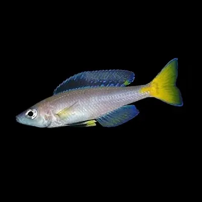 Mpulungu Sardine Cichlid | Cyprichromis Leptosoma «Mpulungu» | Tanganyika Lake • £13.92