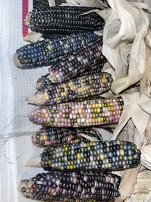 Rare Glass Gem Mini Indian Corn Seeds - 80+ Seeds Pastel Miniature Ears Heirloom • $5.99