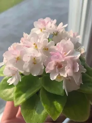 African Violet “SK Apple Orchard” (tiny Miniature) • $12.99