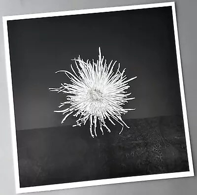 Robert Mapplethorpe Print Chrysanthemum Vintage Black White Artwork • $20