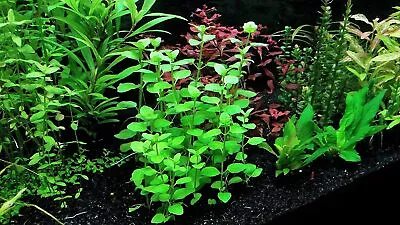 LOW TECH Aquarium Plant Mint Charlie (Micromeria Brownei) Bunch BUY 2 GET 1 FREE • $7.79