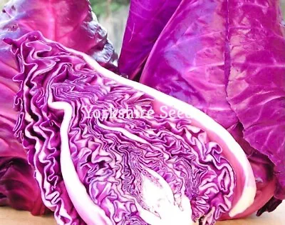 Cabbage Red Drumhead 700 Seeds Red Cabbage Vegetable Seeds - Free Delivery • £1.89
