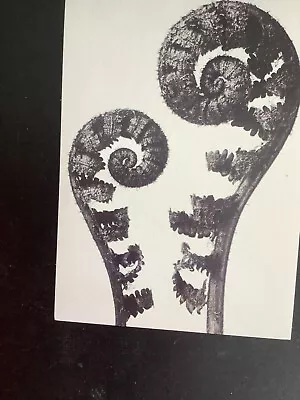 Common Male Fern; Karl Blossfeld Archive Postcard 1999 Unused (c) • £1.99